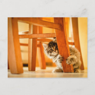 Kitty Under Chair Postcard