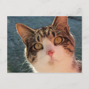 Kitty Up Close Postcard
