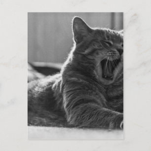 Kitty Yawning Postcard