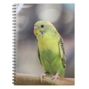 Kiwi Burbell   Notebook