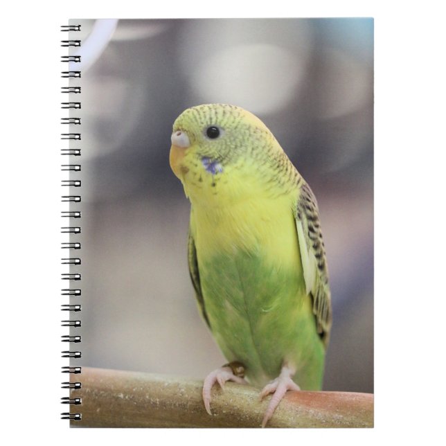 Kiwi Burbell   Notebook (Front)