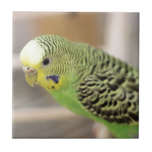 Kiwi Ceramic Tile