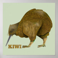 Kiwi N.Z. Bird