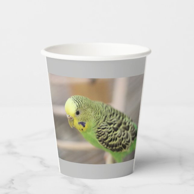 Kiwi Paper Cups (Front)