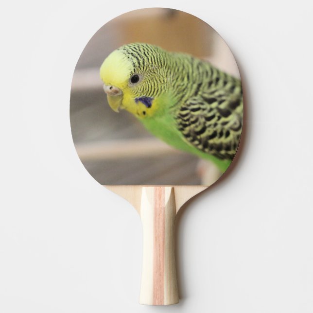 Kiwi Ping Pong Paddle (Front)