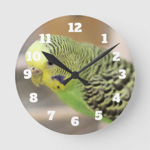 Kiwi Round Clock