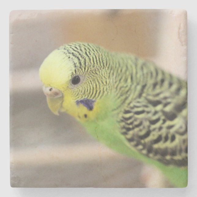 Kiwi Stone Coaster (Front)