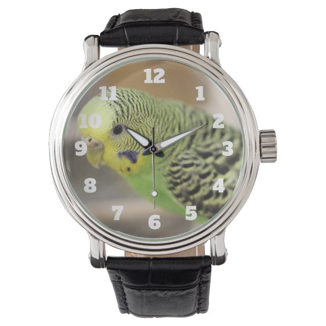 Kiwi Watch (Front)