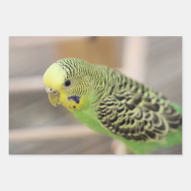 Kiwi Wrapping Paper Sheet (Front)