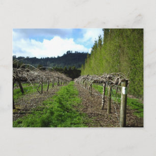 Kiwifruit Vines September 2010 Pauanui New Zealand Postcard