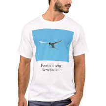 KK Forster's Tern