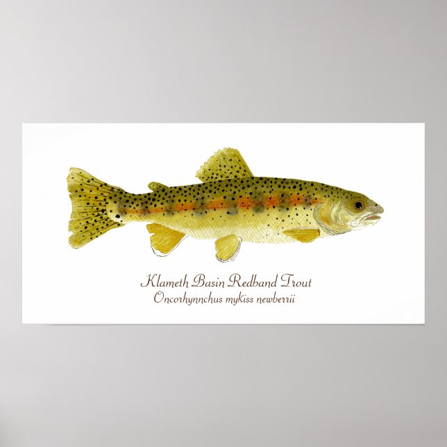 Klameth Basin Redband Trout Poster (Front)