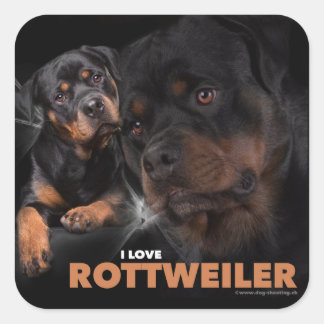 Kleber - Rottweiler Square Sticker