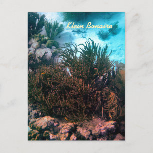 Klein Bonaire Postcard