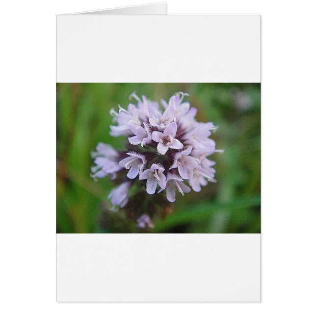 Kleine lila Blüten (Front)