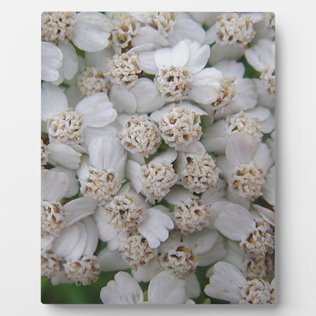 Kleine weisse Wildblüten Plaque (Front)