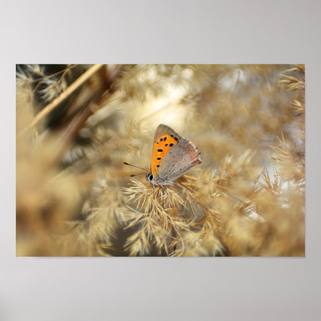 Kleiner Feuerfalter Poster (Front)