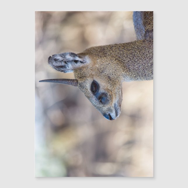 Klipspringer Portrait (Front)