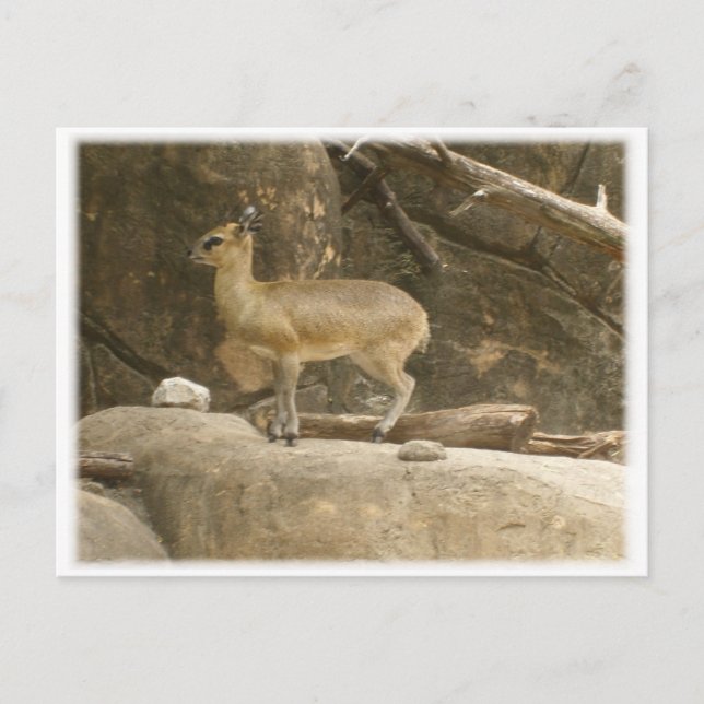 Klipspringer Postcard (Front)