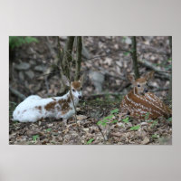KMCphoto Piebald Deer and Sibling