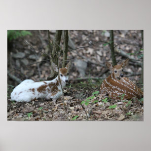 KMCphoto Piebald Deer and Sibling Poster