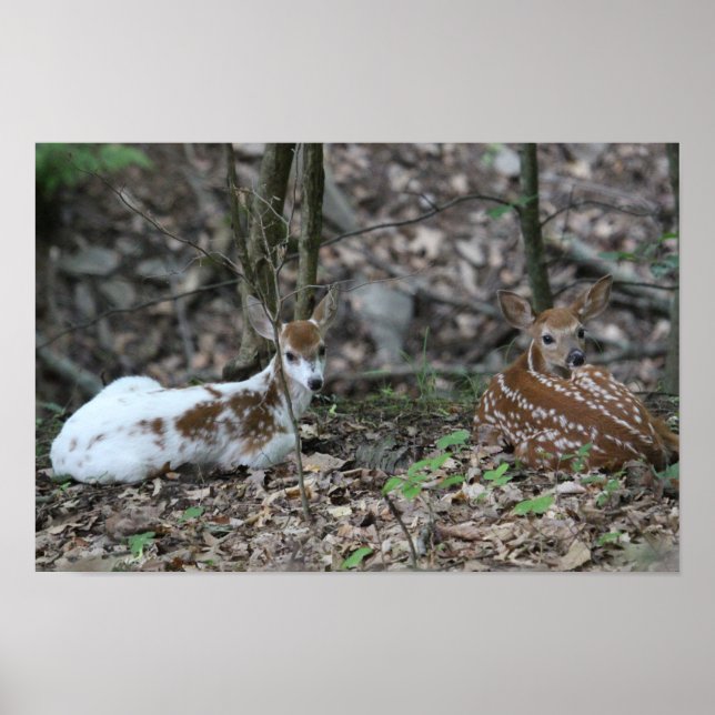 KMCphoto Piebald Deer and Sibling Poster (Front)