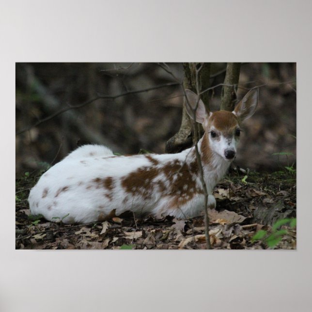 KMCphoto Piebald Deer Poster (Front)