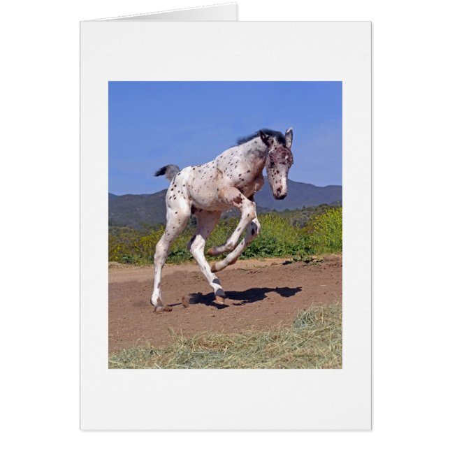 Knabstrupper Colt (Front)