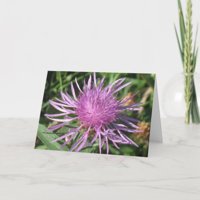 Knappweed Note Card (Front)