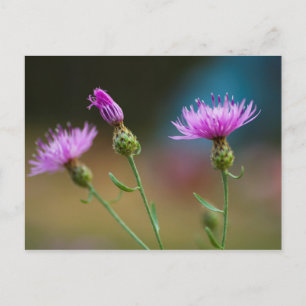 Knapweed, Michigan Postcard