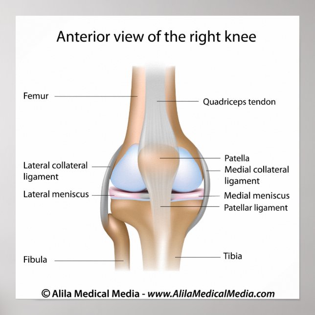 Knee joint anatomy labelled diagram. poster (Front)