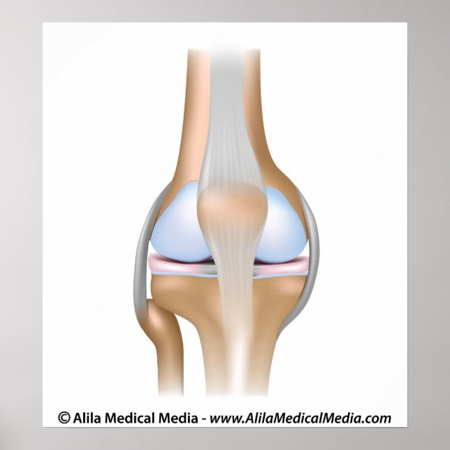 Knee joint anatomy unlabeled diagram. poster (Front)