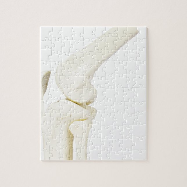 Knee joint model of human leg jigsaw puzzle (Vertical)