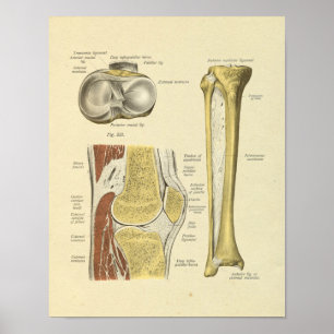 Knee Leg Joint Anatomy Bones Print