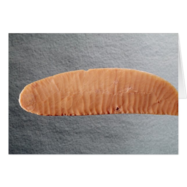 Knife blade (Front Horizontal)