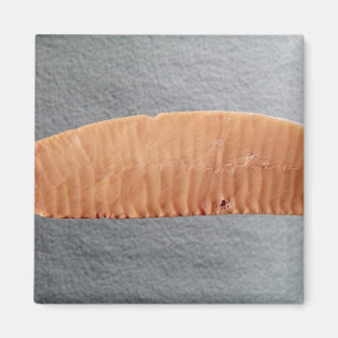 Knife blade magnet