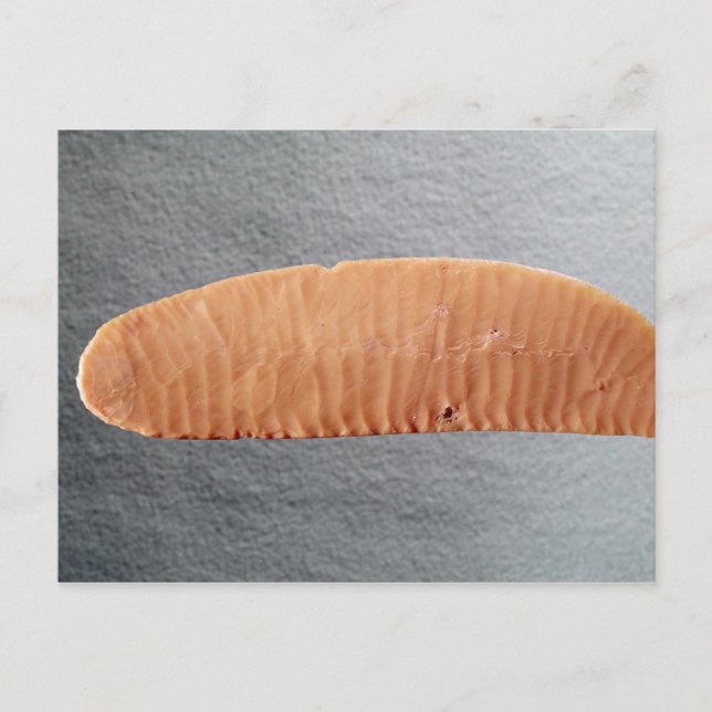 Knife blade postcard (Front)