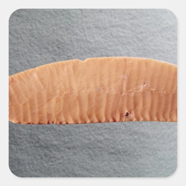 Knife blade square sticker (Front)