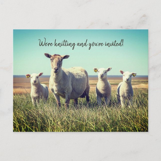 Knitting Club Lambs Sheep Invitation Postcard (Front)