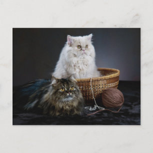 knitting wool funny birthday furry Persian cat Postcard