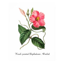 Knob-jointed Dipladenia , Orchid. 24 x 30
