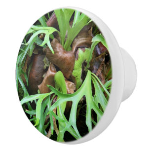 Knob - Staghorn Fern
