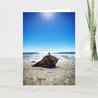 knobbed whelk greeting card (blank inside)