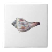 Knobbed Whelk Shell