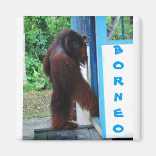Knock Knock Neighbourhood Friends Borneo Magnet