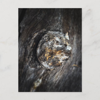 Knot in the Wood Postcard
