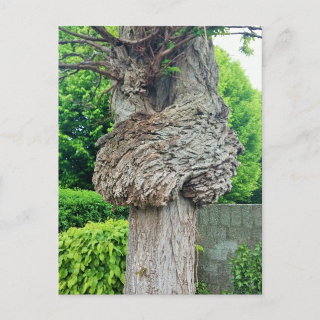 Knot on Tree Trunk, Knar, Nature Green Postcard (Front)