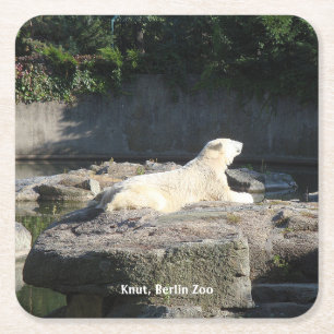 Knut, Berlin Zoo Square Paper Coaster