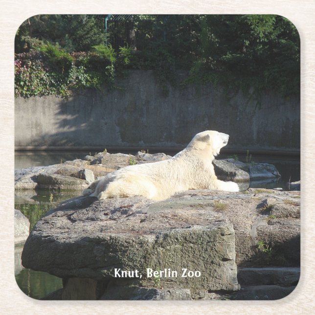 Knut, Polar Bear Berlin Zoo  Square Paper Coaster (Front)