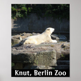 Knut the Polar Bear from the Berlin Zoo Poster